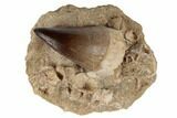 Mosasaur (Prognathodon) Tooth and Fish Vertebrae - Morocco #192497-1